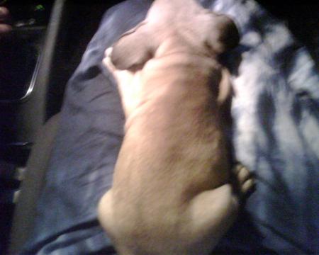 pepere tranquille