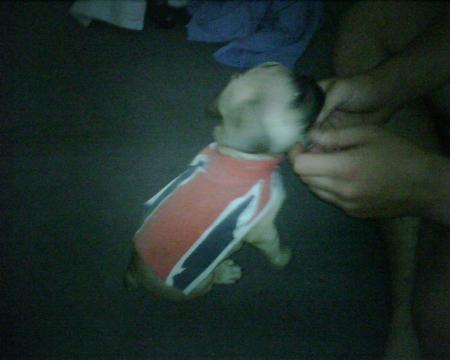 super british