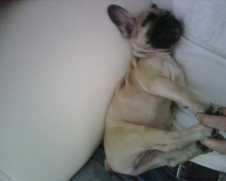 cochon pendu